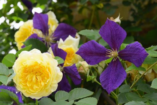 Yellow roses and purple clematis, JPG