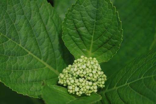 アジサイ アジサイの写真