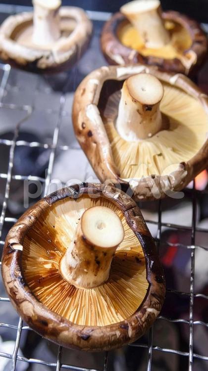 秋の味覚　椎茸の炭火焼き しいたけ,秋の味覚,炭火焼きの写真素材