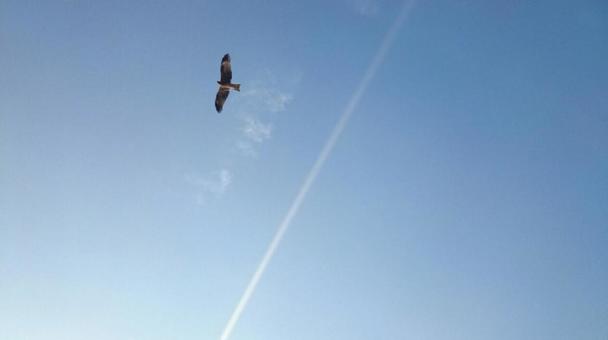 空と鳥 空と鳥の写真