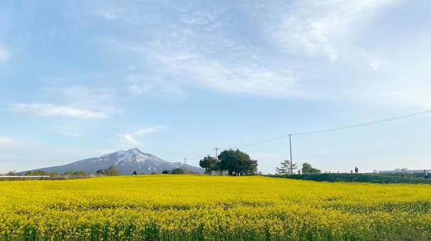 岩木山麓と菜の花畑 岩木山麓と菜の花畑 岩木山麓,菜の花,花畑の写真素材