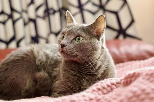 冬のふわふわ毛布に座るロシアンブルー ロシアンブルー,毛布,冬の写真素材