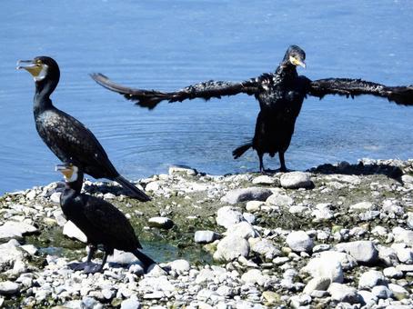 川辺に立つカワウ 川辺に立つカワウの写真