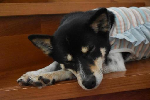 木の階段でくつろぐ愛犬のひととき 木の階段でくつろぐ愛犬のひとときの写真