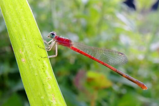 赤いイトトンボ トンボ,イトトンボ,昆虫の写真素材