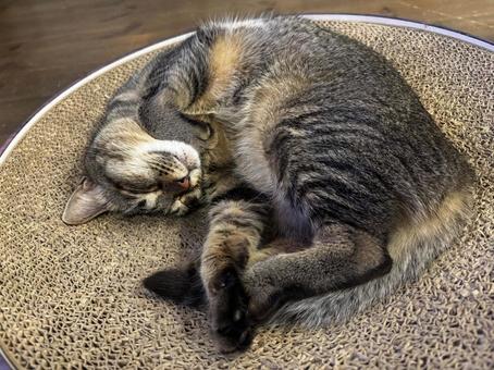 キジトラ　リラックス ねこ,キジトラ,睡眠の写真素材