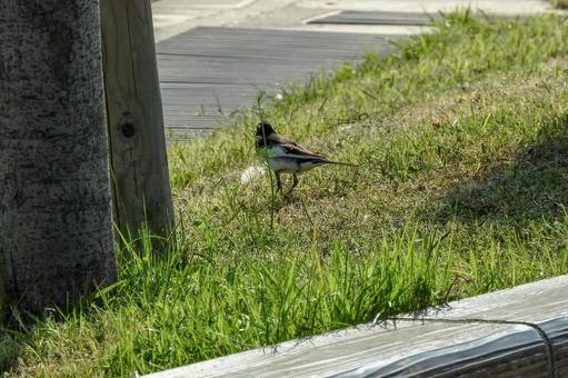 ハクセキレイの後ろ姿 ハクセキレイの後ろ姿の写真
