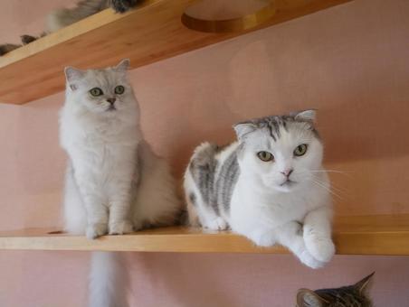 猫 猫 ネコ,動物,癒しの写真素材