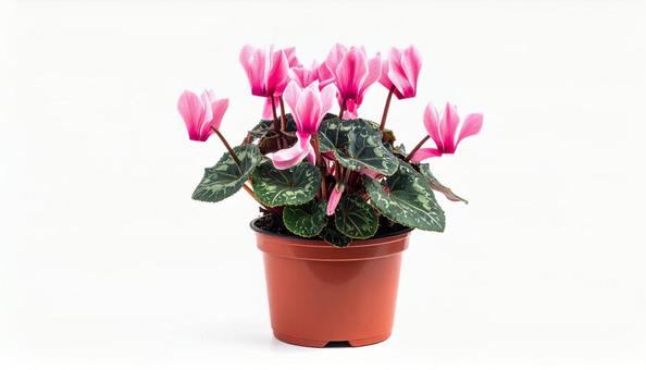 シクラメンの花 シクラメンの花の写真