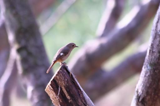 木にとまるジョウビタキの雌 鳥,ジョウビタキ,自然の写真素材