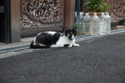 威嚇する黒猫 威嚇する黒猫 黒白,野良猫,ハチワレの写真素材