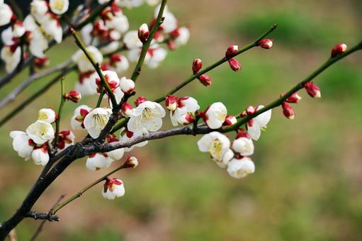 白色の花梅 白色の花梅 白色,花梅,梅の花の写真素材