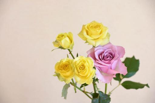 紫と黄色のばら 紫と黄色のばら 紫,黄色,ばらの写真素材