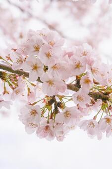 桜 桜の写真