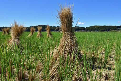 わら立て わら立て,わら,稲の写真素材