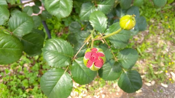 薔薇 薔薇 薔薇,バラ,蕾の写真素材