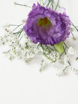 トルコキキョウの花 トルコキキョウの花の写真