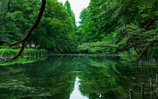 緑の蝶のようの写真