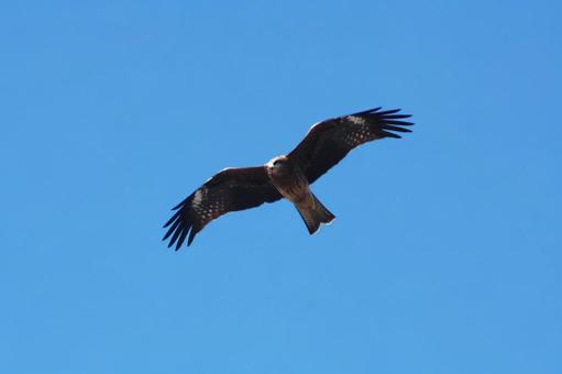 青空を飛ぶ鳶の姿 トビ,鳶,トンビの写真素材