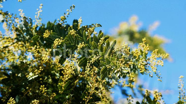 寒風に耐えて開花を待つミモザ ミモザ,ギンヨウアカシア,花の写真素材