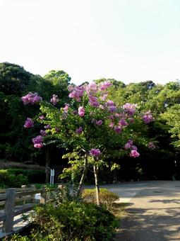 鎌倉中央公園の園内に立つサルスベリの木 サルスベリ,木,樹木の写真素材