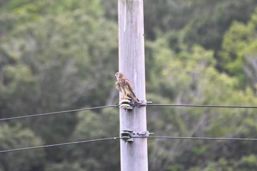 飛び去り電柱にとまったチョウゲンボウの写真