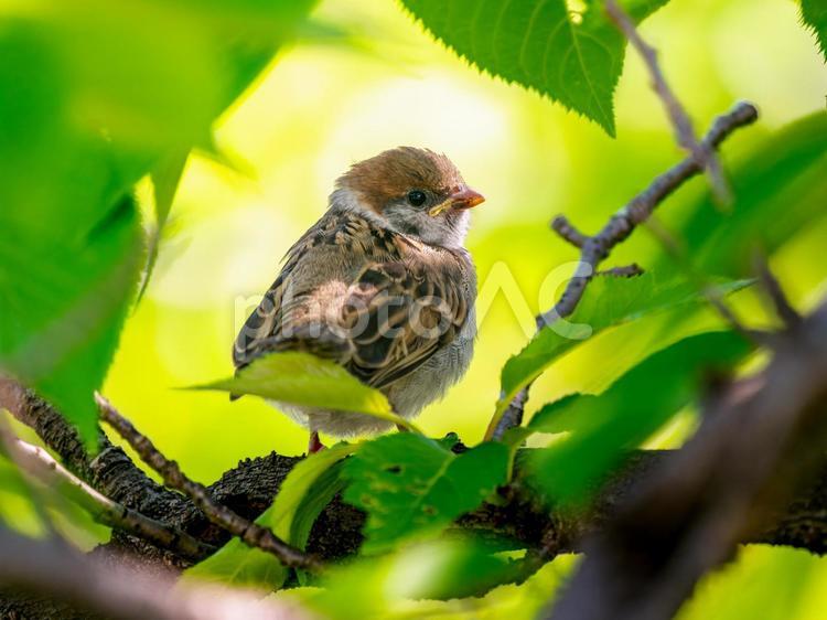 木の中のスズメの若鳥 スズメ,雀,鳥の写真素材