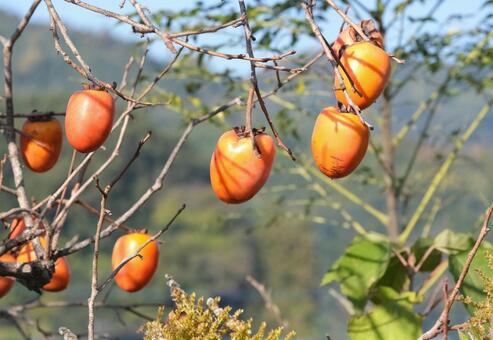 柿の実が熟す里山の秋 柿,秋の味覚,青空の写真素材