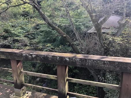 森の道 森の道の写真