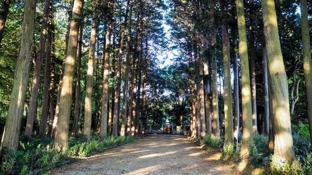 秋の大山参道・木漏れ日の並木・那須塩原市 秋の大山参道・木漏れ日の並木・那須塩原市 秋,大山参道,木漏れ日の写真素材