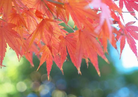 鮮やかな紅葉 鮮やかな紅葉の写真