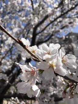桜の花 桜の花の写真