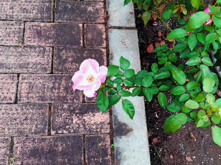 バラの花 バラの花の写真