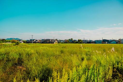 【島根】輝いてたすすきの写真