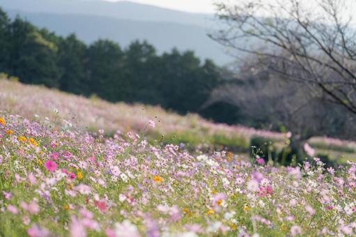 長崎-【白木峰高原のコスモス】 長崎,諫早,白木峰高原の写真素材