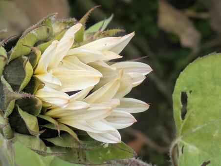 冬の向日葵 冬の向日葵,白い向日葵,冬の写真素材