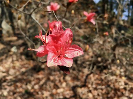 季節外れのツツジ ツツジ,季節外れ,花の写真素材