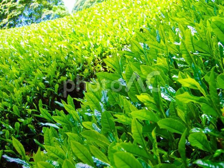 収穫前の茶葉 茶畑,お茶の葉,茶摘みの写真素材