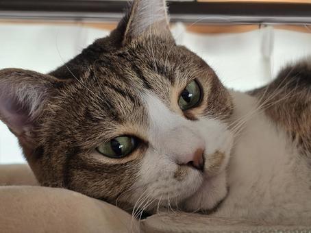 まったりする猫 まったりする猫 猫,ネコ,ペットの写真素材