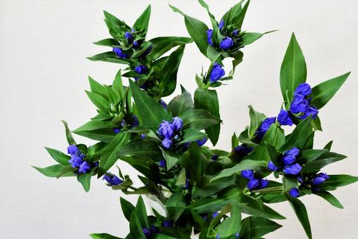 リンドウの花 リンドウ,花,植物の写真素材