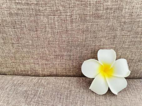Plumeria, JPG Plumeria, JPG