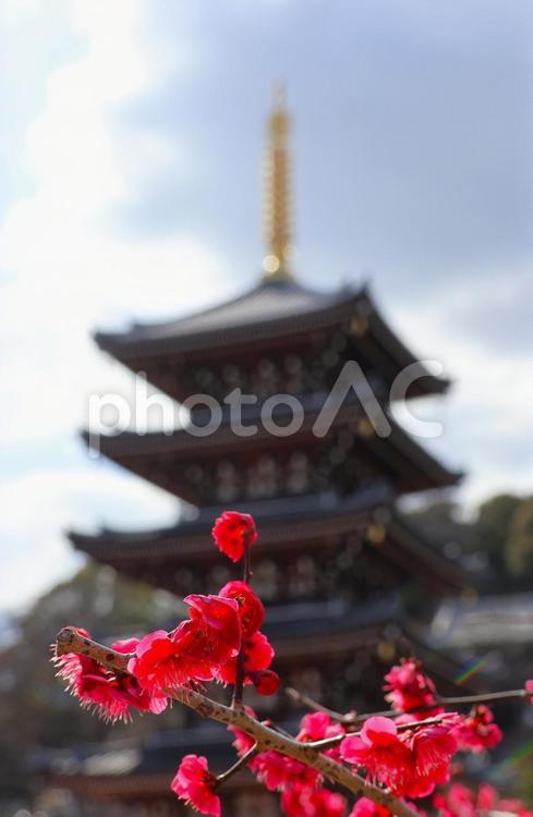 ３月上旬の高松市法然寺の梅の花 背景,梅,花の写真素材