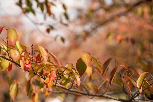 Autumn leaves Autumn leaves
