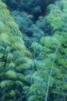 強風に揺れる竹 強風に揺れる竹 竹,青竹,竹林の写真素材