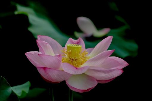 蓮 蓮 蓮,ハス,上野公園の写真素材