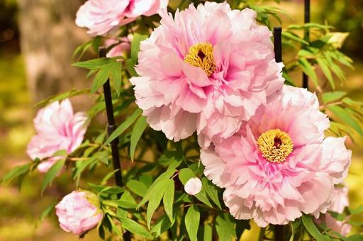 春の薄いピンクの牡丹の花 春の薄いピンクの牡丹の花 牡丹の花,ピンク,花びらの写真素材