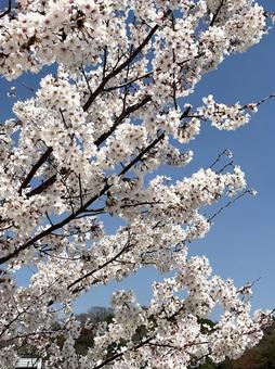 青空と桜 青空と桜の写真