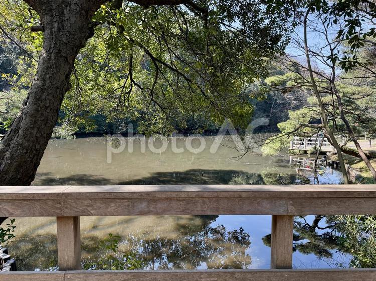 明治神宮　御苑　南池 明治神宮御苑,御苑,庭園の写真素材