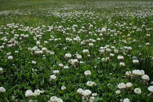 Photo, clover and white clover, grass, closeup, 