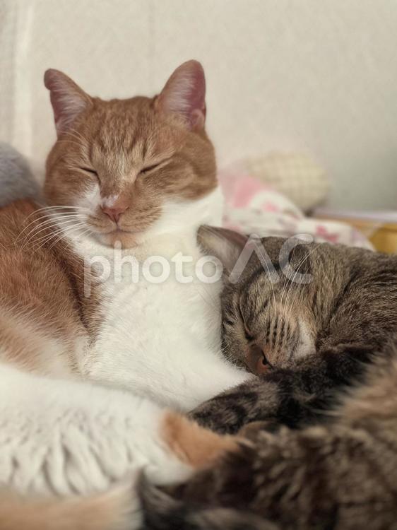 猫　お昼寝　2匹 ネコ,動物,もふもふの写真素材